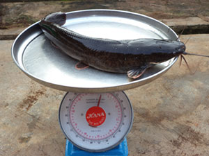 A 2 kilogramme live catfish on a scale
