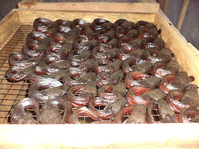 Catfish being dried on an oven rack